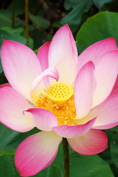 Vackra vita och rosa lotus (nelumbo nucifera) — Stockfoto