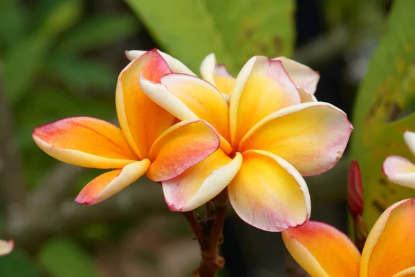 Fragrant frangipani flowers for relaxation. — Stock Photo, Image