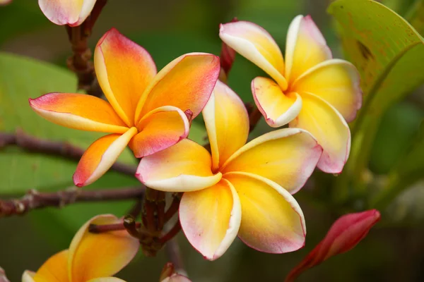 Fragrant frangipani flowers for relaxation. — Stock Photo, Image