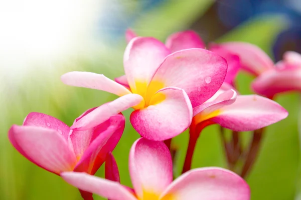 Dinlenmek için hoş kokulu frangipani çiçekler. — Stok fotoğraf