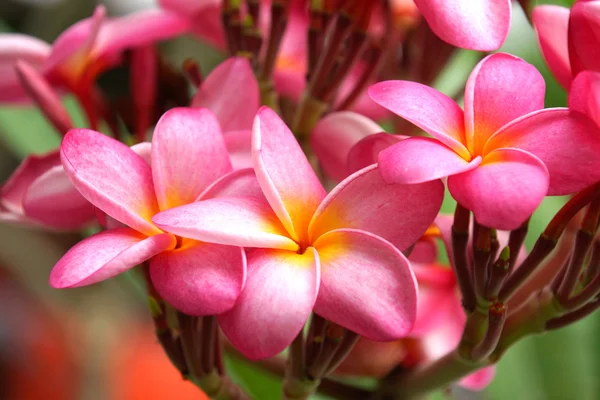 Kwiaty pachnące frangipani dla relaksu. — Zdjęcie stockowe
