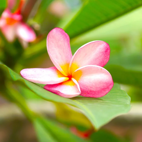 Duftende Frangipani-Blüten zur Entspannung. — Stockfoto