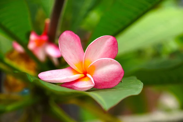 Dinlenmek için hoş kokulu frangipani çiçekler. — Stok fotoğraf