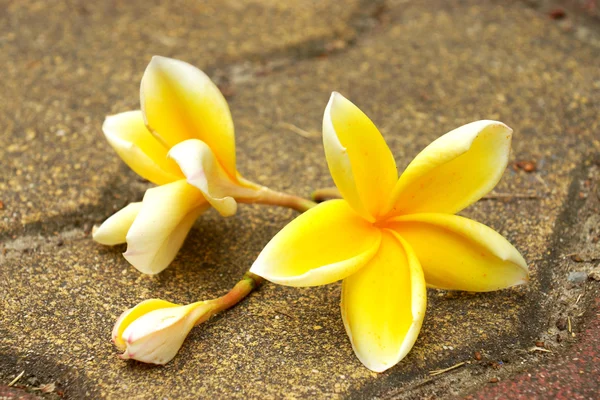 Dinlenmek için hoş kokulu frangipani çiçekler. — Stok fotoğraf