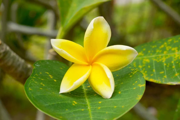 Fleurs de frangipani parfumées pour la détente . — Photo