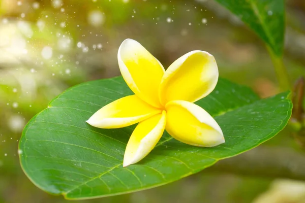 Kwiaty pachnące frangipani dla relaksu. — Zdjęcie stockowe