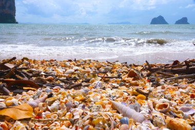 Deniz kabukları rajamangala beach, trang, Tayland.