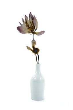 Lotus çiçeği vazo içinde kurutulmuş.