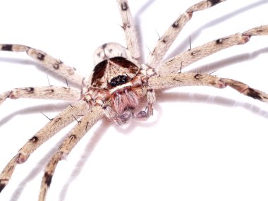 Beyaz arka plan üzerinde tüylü ev örümcek (tegenaria domesticus)