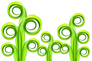 kuş yumuşak yaprakları eğreltiotu (asplenium nidus) beyaz b iç içe.