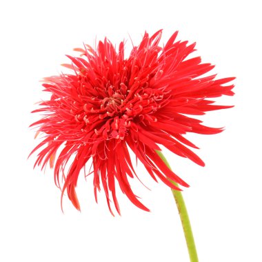 gerbera papatya çiçeği beyaz zemin üzerine.