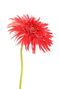 gerbera papatya çiçeği beyaz zemin üzerine.