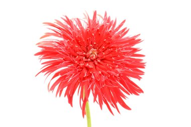 gerbera papatya çiçeği beyaz zemin üzerine.