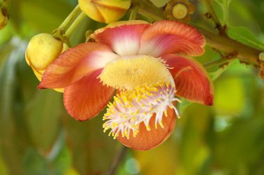 Cannonball çiçek: couroupita guianensis aubl.