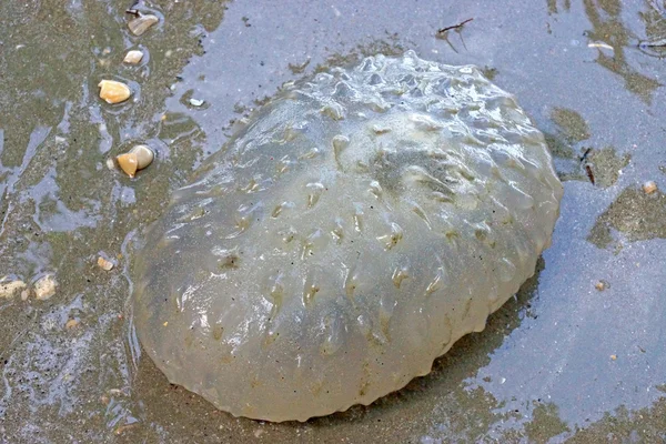 Cetriolo di mare di gelatina sulla spiaggia . — Foto Stock