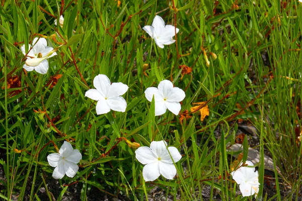 Vit vilda blommor. — Stockfoto