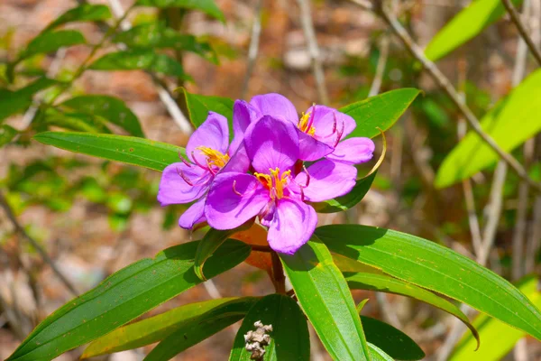 Fialová kytice z melastoma malabathricum l. subsp. — Stock fotografie