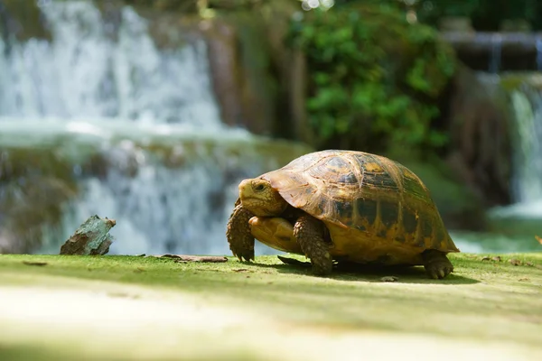 Wilde schildpadden in kleine waterval aan dan bok khorani nationale par — Stockfoto