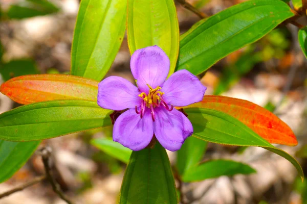 Violette Wildblumen von Melastoma malabathricum l. subsp. — Stockfoto