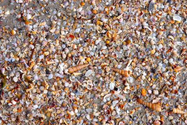 Sea shells on the Rajamangala beach, Trang, Thailand. — Stock Photo, Image