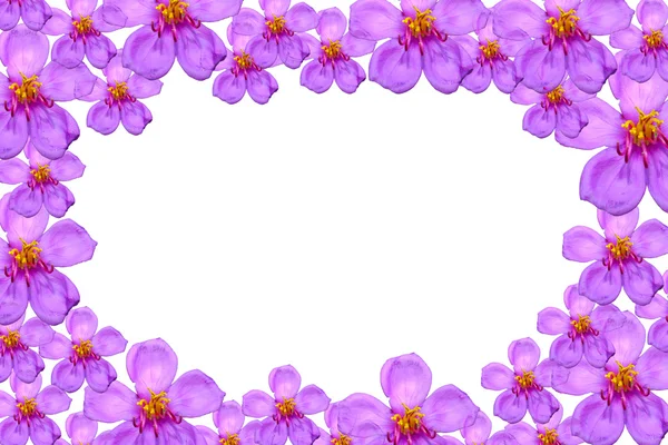 Фиолетовые дикие цветы Melastoma malabathricum L. subsp. изолировать — стоковое фото