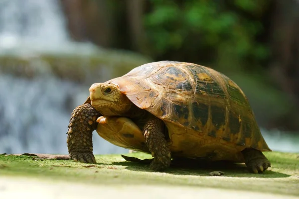 Wilde schildpadden in kleine waterval aan dan bok khorani nationale par — Stockfoto