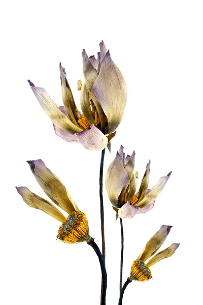 Fiore di loto essiccato in un vaso . — Foto Stock