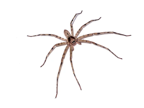 Behaarte Hausspinne (tegenaria domesticus) auf weißem Hintergrund — Stockfoto