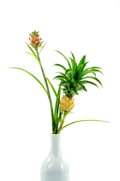 Ananas växter i en vas som isolerad på vit bakgrund. — Stockfoto