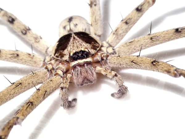 흰색 바탕에 털이 집 거미 (tegenaria domesticus) — 스톡 사진