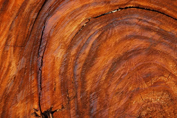 Patterns on the surface of the wood industry. — Stock Photo, Image