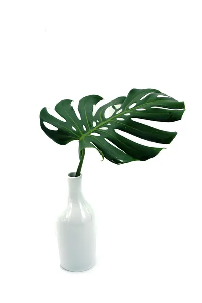 Green leaves in a vase. — Stock Photo, Image