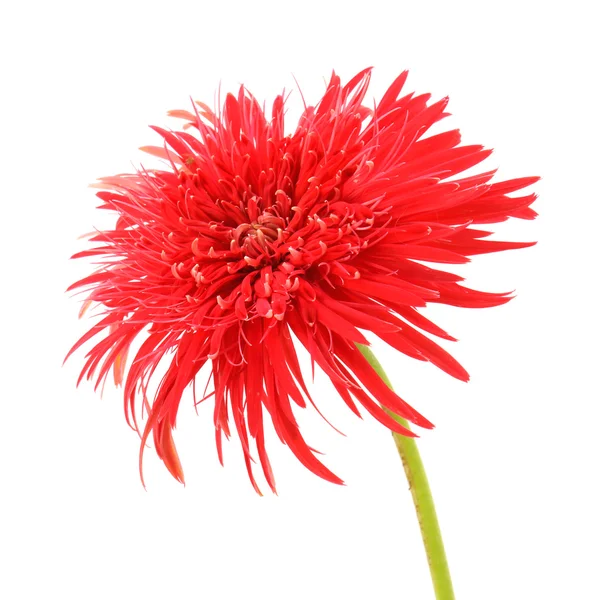 gerbera papatya çiçeği beyaz zemin üzerine.