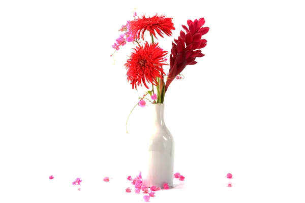 Gerbera daisy en roze bloem op een witte achtergrond. (coral vine — Stockfoto
