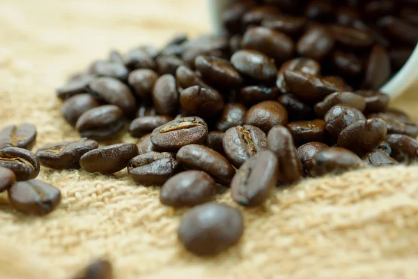 Grains de café Arabica . — Photo