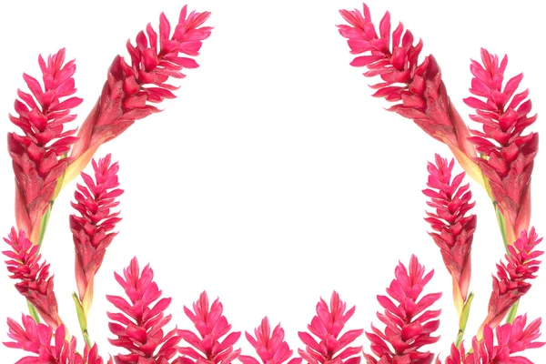 güzel tropik kırmızı zencefil çiçeği üzerinde beyaz izole