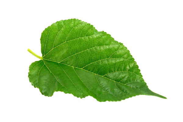 뽕나무 잎 — 스톡 사진