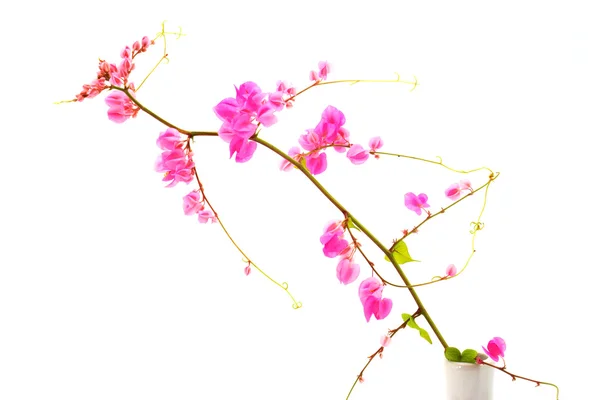 Roze bloem op een witte achtergrond. (coral vine, Mexicaanse klimplant, — Stockfoto