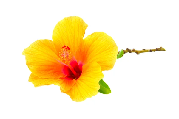 Chinese roos, oranje hibiscus bloem op witte achtergrond. (hibis — Stockfoto