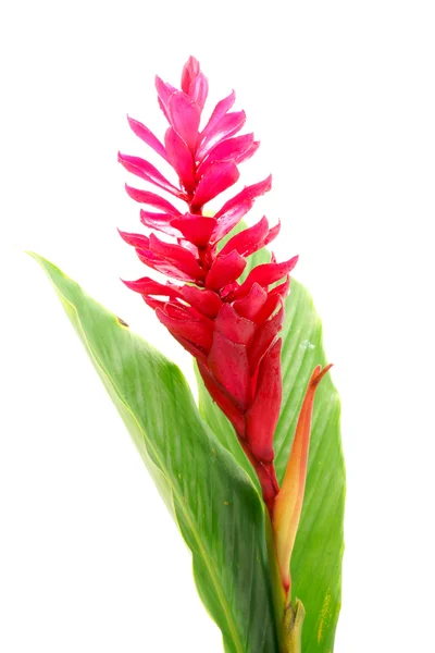 Bela flor de gengibre vermelho tropical no fundo branco isolado — Fotografia de Stock