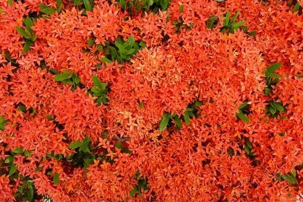 Flores de jazmín rojo de las Indias Occidentales. (Ixora chinensis Lamk .) — Foto de Stock