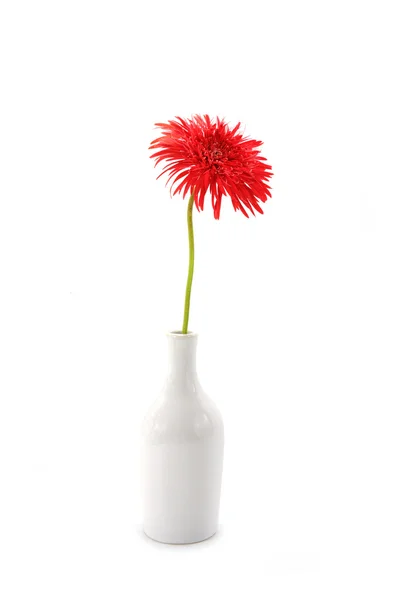 Гербера ромашка цветок на белом фоне . — стоковое фото