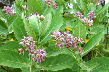 taç çiçek, dev Hint süt kardeş (calotropis Kızgözü (linn.)