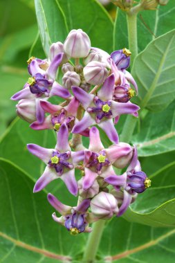 taç çiçek, dev Hint süt kardeş (calotropis Kızgözü (linn.)