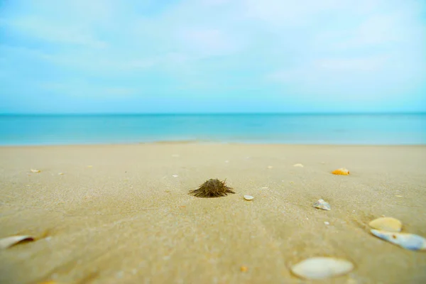 Sea urchin (Arbacia lixula) on the beach. — Stock Photo, Image