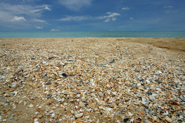 海滩上的海贝壳 — 图库照片