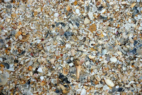 Sea shells on the beach — Stock Photo, Image