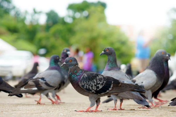 Pigeons on the road. — Stock Photo, Image