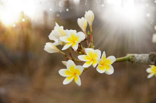 Dinlenmek için hoş kokulu frangipani çiçekler. — Stok fotoğraf