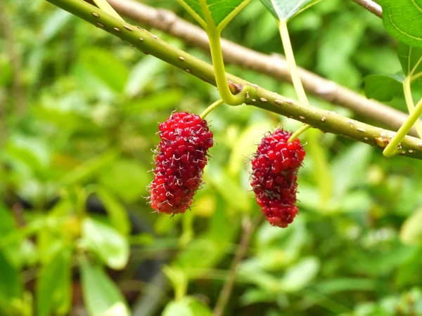 Bayas frescas de morera maduras en el árbol —  Fotos de Stock